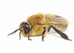 Arılar Neden Ölüyor