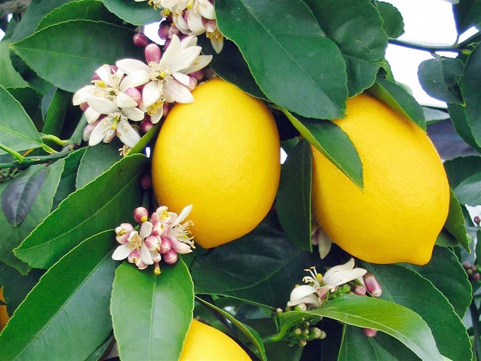 Lime Limon Sicilya Limonu