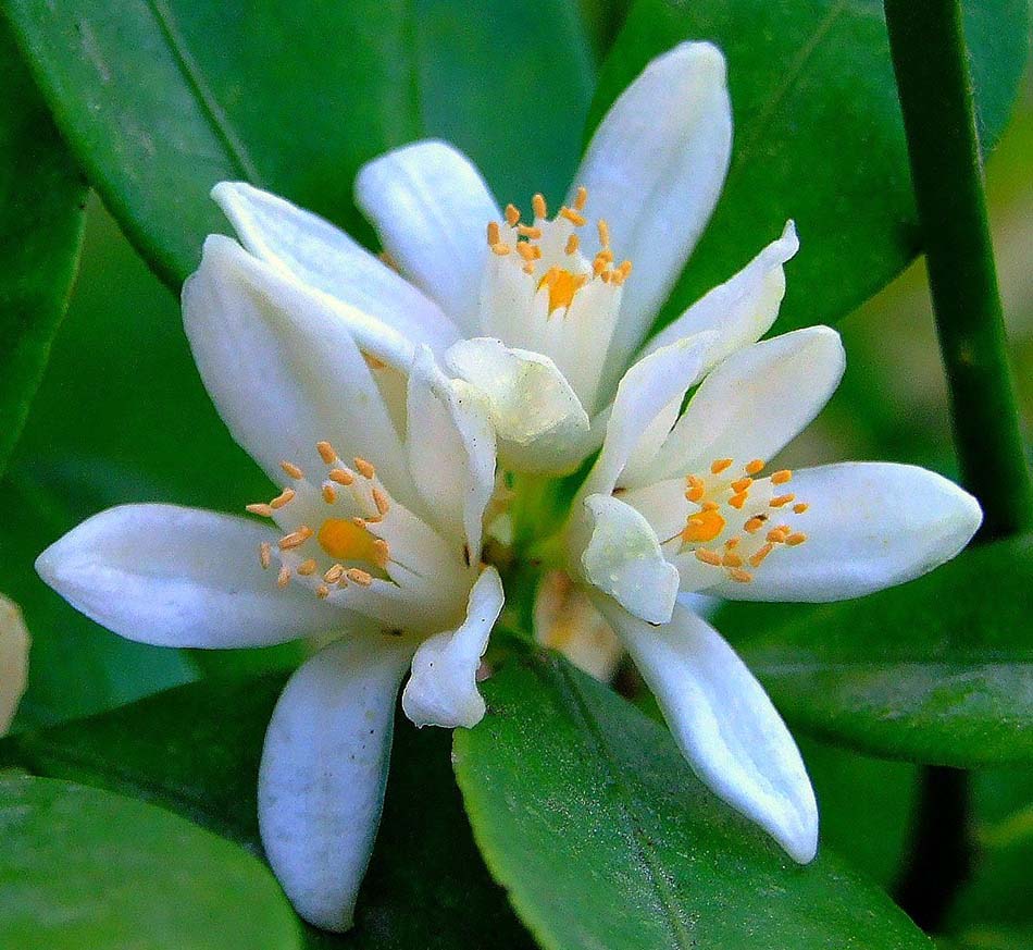 Mandarine Çiçeği Mandalina Kokusu