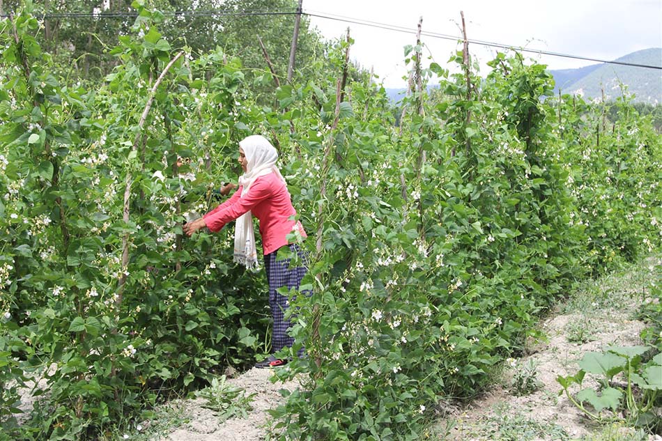 Bolu Göynük Fasulye Hasadı